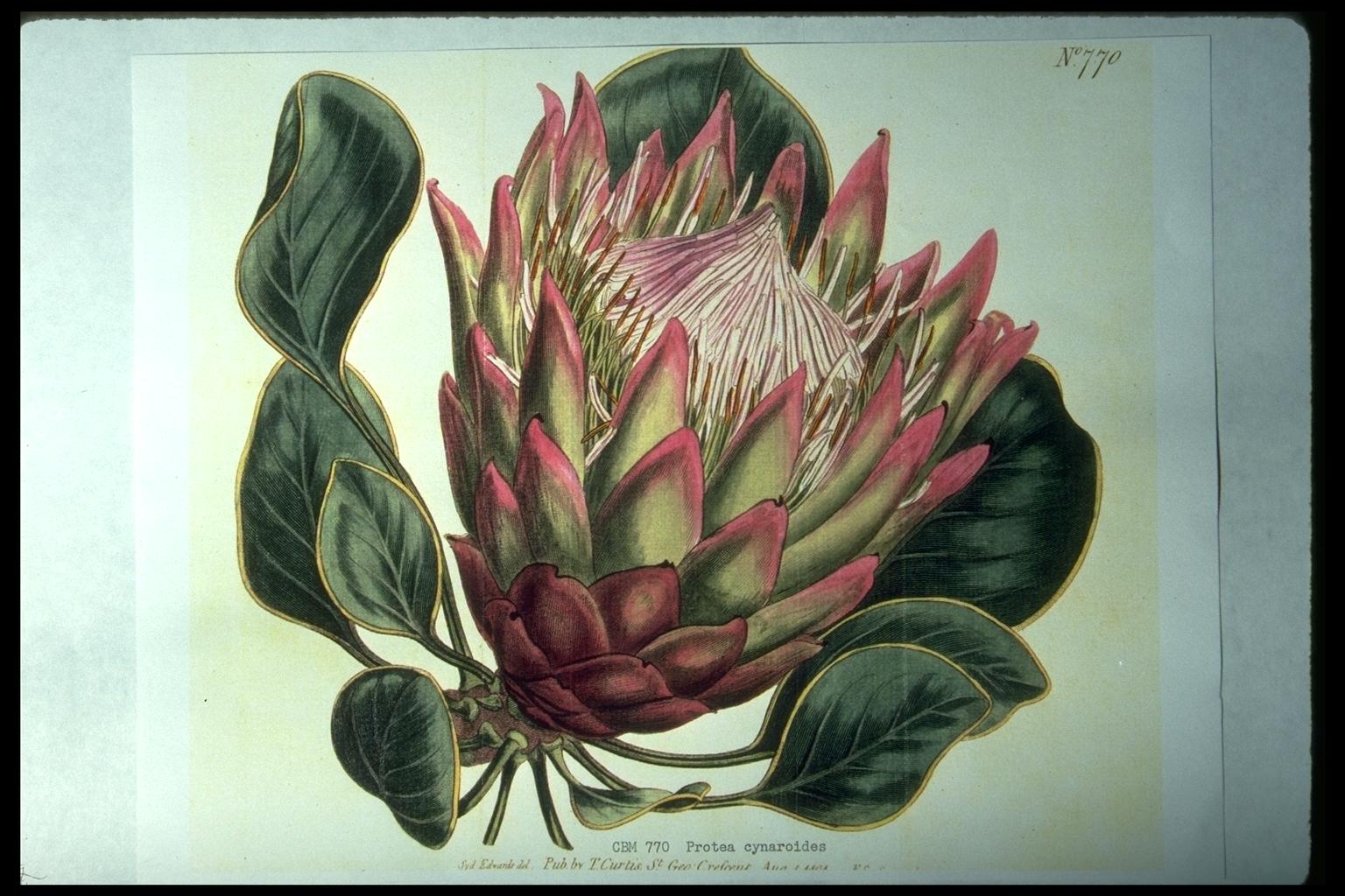 botanical.prints